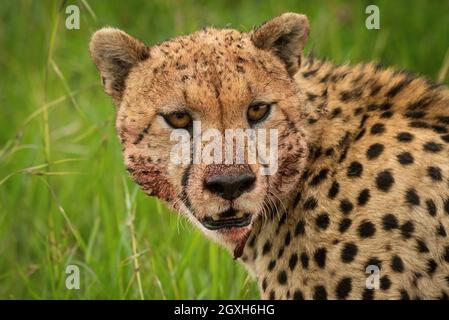 Gros plan d'une guépard sanglante assise en tournant la tête Banque D'Images