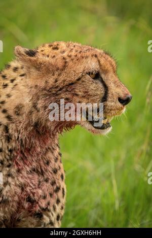 Gros plan de sanglant guépard assis sur l'herbe Banque D'Images