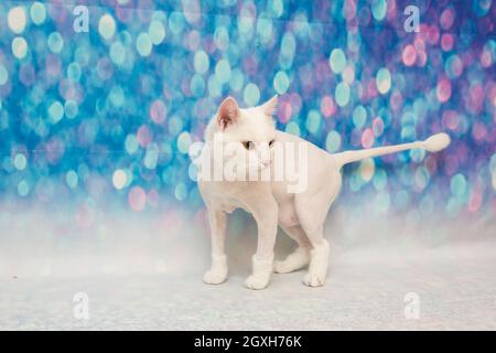 Beau chat dans un salon de beauté. Toilettage des animaux, lavage d'un chat de bain, peignage des cheveux, séchage des cheveux. Soin du chat de maître de toilettage Banque D'Images