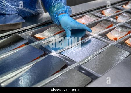 Le travailleur place les morceaux et les coins de saumon par remettez le convoyeur dans les plateaux pour l'emballage sous vide Banque D'Images
