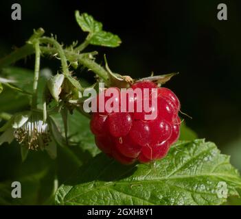 Framboise croissante sur Vine Banque D'Images