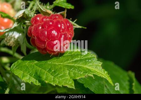 Framboise croissante sur Vine Banque D'Images