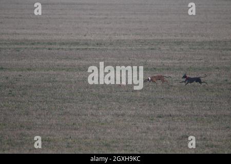 Photos époustouflantes des chiens espagnols chasse au lièvre en plein air champ Banque D'Images