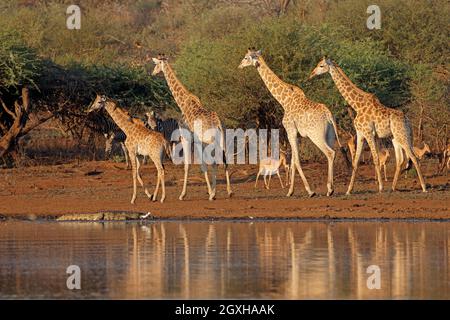 Girafes (Giraffa camelopardalis) et autres animaux sauvages dans un trou d'eau, parc national Kruger, Afrique du Sud Banque D'Images