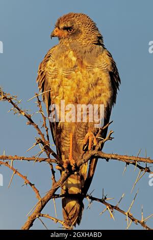 Perfaucon de chants pâles immature (Melierax canorus), Parc national d'Etosha, Namibie Banque D'Images