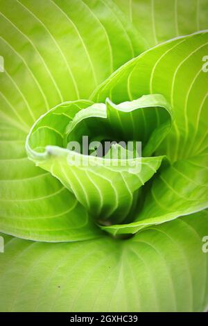 Le centre laisse dans une plante hosta verte. Banque D'Images