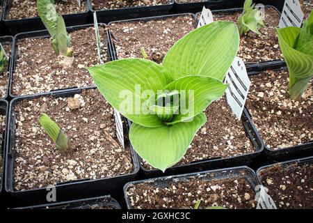 HostA plante dans des pots de plantules dans une pépinière. Banque D'Images