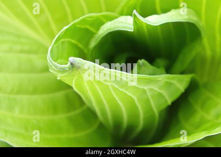 Le centre laisse dans une plante hosta verte. Banque D'Images