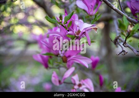 La mise au point sélective dessine l'œil vers la fleur intérieure avec un espace de copie de bokeh défoqué. Grandes fleurs de magnolia rose vif et couleurs de jardin. Banque D'Images