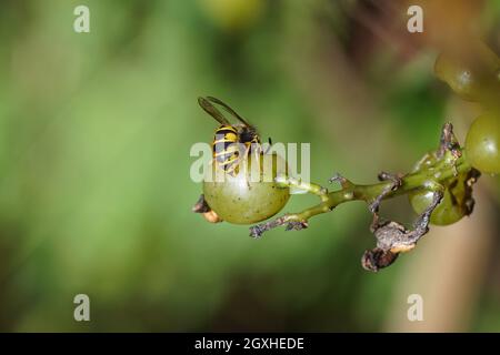 Gros plan de la guêpe commune (Vespula vulgaris) mangeant un raisin. Famille des Vespidae. Jardin hollandais, automne, octobre, pays-Bas Banque D'Images