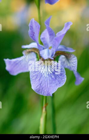 Iris sibirica 'Perry's Blue' iris sibérien affichant des fleurs bleu violet pâle caractéristiques au milieu de l'été. ROYAUME-UNI Banque D'Images