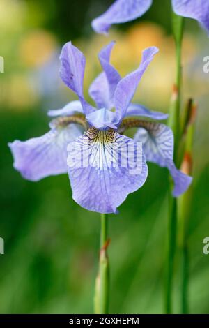 Iris sibirica 'Perry's Blue' iris sibérien affichant des fleurs bleu violet pâle caractéristiques au milieu de l'été. ROYAUME-UNI Banque D'Images