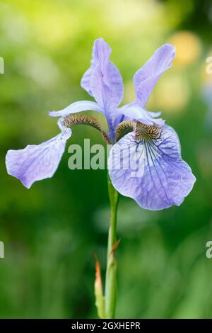 Iris sibirica 'Perry's Blue' iris sibérien affichant des fleurs bleu violet pâle caractéristiques au milieu de l'été. ROYAUME-UNI Banque D'Images