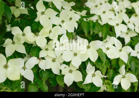 Floraison de bois de chien. Arbre Cornus kousa 'China Girl' présentant des bractées au début de l'été. ROYAUME-UNI Banque D'Images