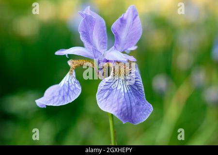 Iris sibirica 'Perry's Blue' iris sibérien affichant des fleurs bleu violet pâle caractéristiques au milieu de l'été. ROYAUME-UNI Banque D'Images