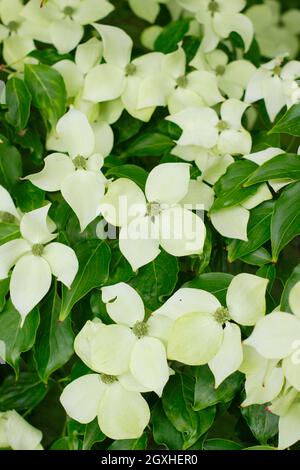 Floraison de bois de chien. Arbre Cornus kousa 'China Girl' présentant des bractées au début de l'été. ROYAUME-UNI Banque D'Images