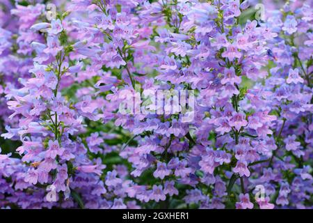 Penstemon heterophyllus 'Heavenly Blue', une langue de la barbe à faible croissance. ROYAUME-UNI Banque D'Images