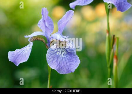 Iris sibirica 'Perry's Blue' iris sibérien affichant des fleurs bleu violet pâle caractéristiques au milieu de l'été. ROYAUME-UNI Banque D'Images