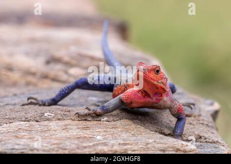 Agama arc-en-ciel (Agama agama close up), Masai Mara, Kenya Banque D'Images