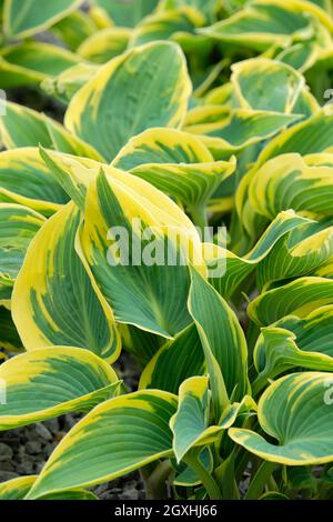 HostA 'First Frost', lys plantain 'First Frost', feuilles bleu-vert avec marges jaune crémeuses Banque D'Images