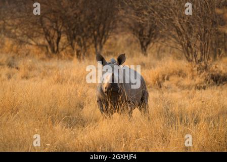 Bébé rhinocéros blanc dans le parc national d'Etosha en Afrique Banque D'Images
