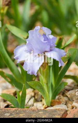 Iris nain standard avec barbe « Jeremy Brian ». Fleur simple bleu pâle à la fin du printemps Banque D'Images