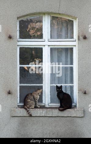 Chat noir et tabby assis à l'extérieur d'une fenêtre.Le chat noir regarde vers l'appareil photo tandis que le tabby regarde à l'intérieur.Des strays attendent d'être nourris. Banque D'Images