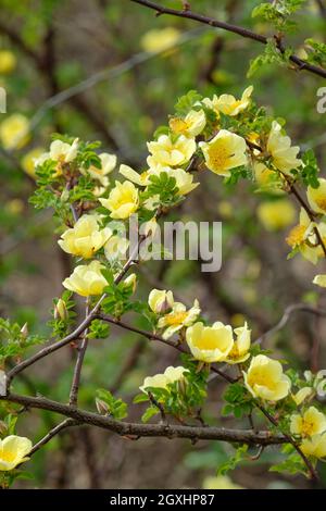 Rosa xanthina 'Canary Bird', rose 'Canary Bird'. Rose arbuste de taille moyenne avec fleurs jaunes simples à la fin du printemps Banque D'Images