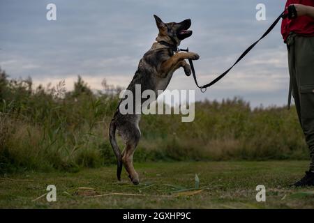 Un chiot Berger allemand de quatre mois amusant. Herbe verte en arrière-plan Banque D'Images