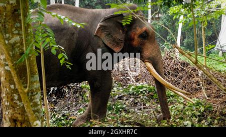 Éléphant indien avec de longues défenses debout dans la forêt tropicale de la jungle au Sri Lanka Banque D'Images