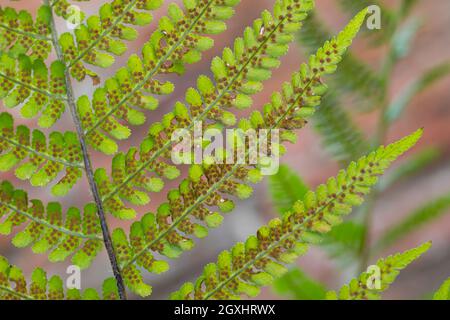 Wurmfarn, Gewöhnlicher Wurmfarn, Echter Wurmfarn, Gemeiner Wurmfarn, Männerfarn, Dryopteris filix-mas, fougère mâle, fougère à vers, la Fougère mâle Banque D'Images