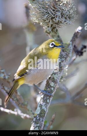 Cape White-eye, Zosterops capensis, Kenton on Sea, Eastern Cape province, Afrique du Sud, 19 septembre 2020. Banque D'Images