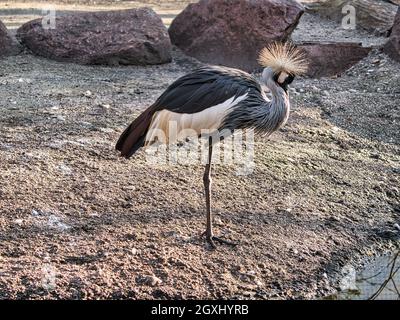 une grue de roi du zoo de berlin. mayonnaise à regarder Banque D'Images