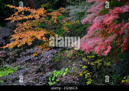 Couleurs du feuillage à l'automne dans la gorge de Shosenkyo, Yamanashi, Japon Banque D'Images