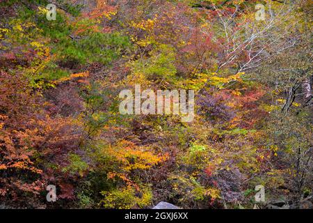 Couleurs du feuillage à l'automne dans la gorge de Shosenkyo, Yamanashi, Japon Banque D'Images