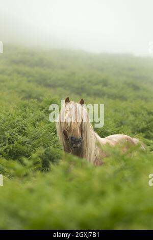 Poneys gallois sauvages poney Carneddau Snowdonia pays de Galles Europe Banque D'Images