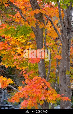 Couleurs du feuillage à l'automne dans la gorge de Shosenkyo, Yamanashi, Japon Banque D'Images