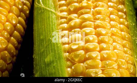 Image macro des gouttelettes d'eau tombant des épis de maïs dorés. Contexte pour des aliments sains et des produits sans ogm Banque D'Images