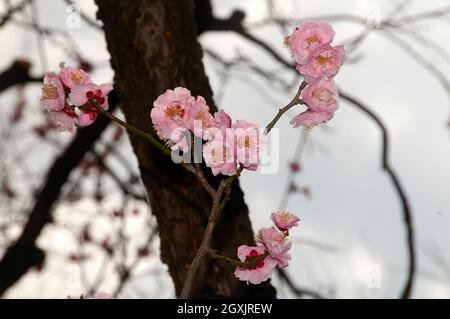 Fleur de cerisier rose en fleurs ou kawazuzakura ou sakura, Prunus serrulata, Tokyo, Japon Banque D'Images