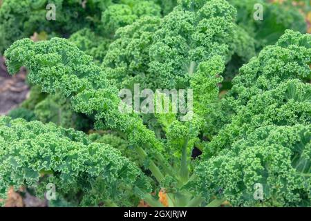 La salade grandit dans un jardin rustique. Feuille de kale verte biologique dans l'agriculture et la récolte. La culture de légumes verts à la maison. Gros plan. Banque D'Images