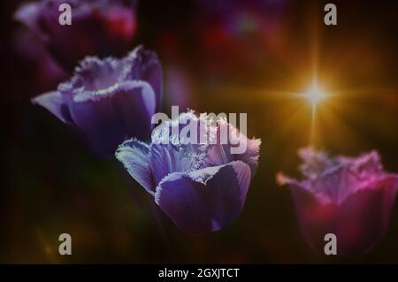 Tulipes violettes sur un fond sombre avec éclat de lentille. Banque D'Images