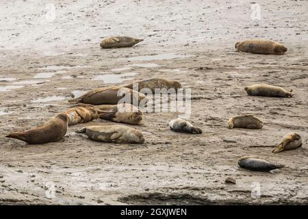 Phoques gris au repos, adultes et immatures, Halichoerus grypus, vus d'un écran d'observation des phoques au Punt van Reide aan de Dollard Banque D'Images