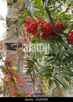 Plan vertical à angle bas des baies de rowan mûres rouges sur la branche de l'arbre Banque D'Images
