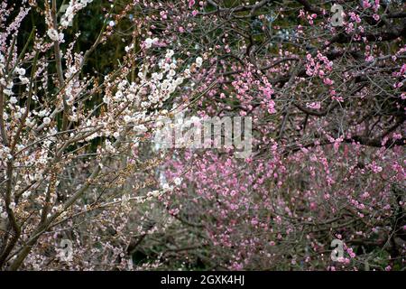 Cerisier japonais ou sakura, Prunus sp., Ujo Park, Okayama, Japon Banque D'Images