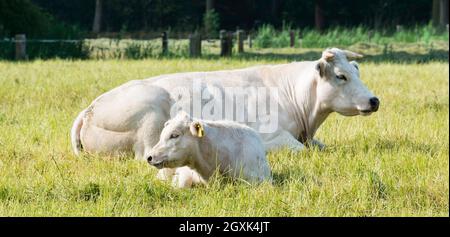 vache et veau dans l'herbe verte Banque D'Images