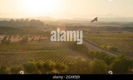 Faucon à queue rouge en vol au crépuscule, Temecula, Californie, États-Unis Banque D'Images