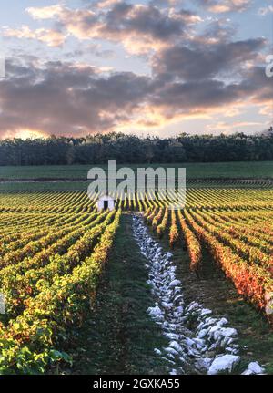 Hill of Corton Vineyard paysage avec refuge de cueilleurs de raisin au coucher du soleil.Avec un canal de drainage et une frontière entre les vignobles, Corton et Corton Charlemagne Grand cru Vineyards Aloxe Corton Côte d'Or Bourgogne France Banque D'Images