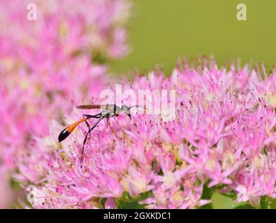 Ammophila sabulosa, la guêpe de sable à bandes rouges Banque D'Images