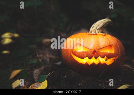 Lanterne de Jack dans une forêt mystique effrayante. Citrouille sculptée. Arrière-plan de Halloween. Banque D'Images