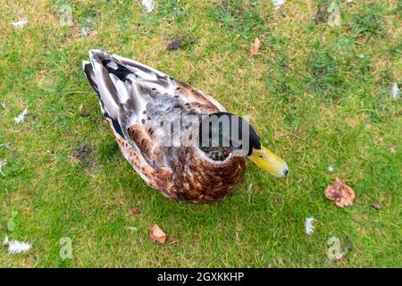 Mallard drake (anas platyrhynchos) montrant les premiers signes de leucanisme Banque D'Images